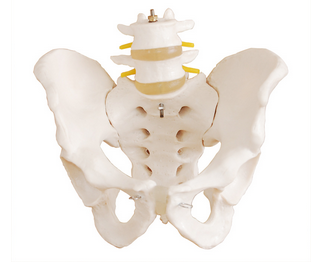 自然大骨盆带二节腰椎模型